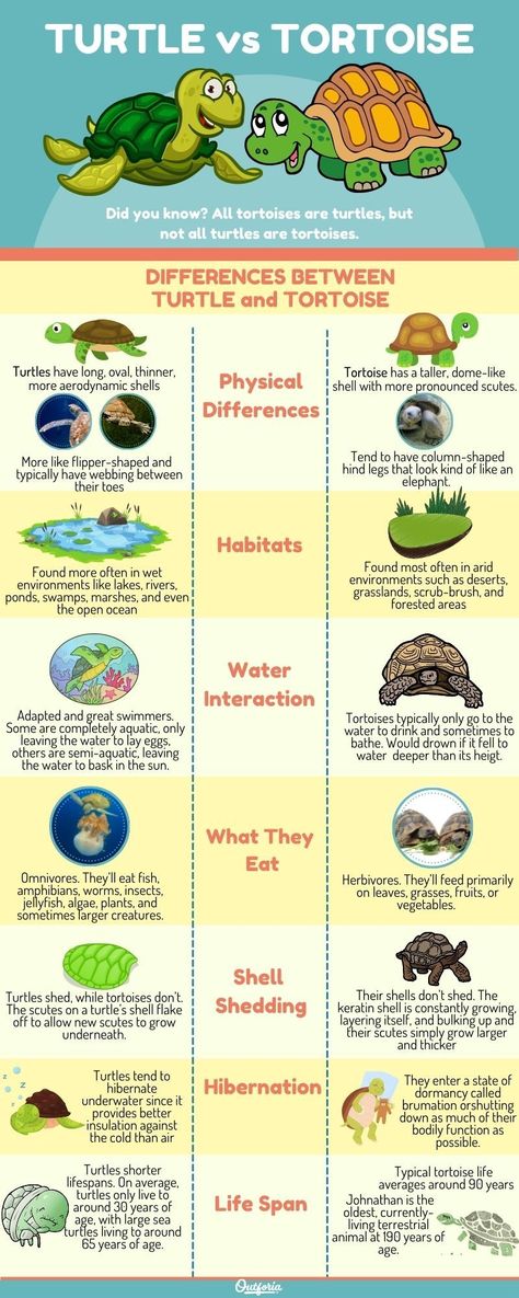 You may be familiar with turtles and tortoises, but do you know how to tell them apart and identify which is which? While the words “turtle” and “tortoise” can be used interchangeably in language, these are scientifically distinct animals. Click on Outforia's latest article and learn the key differences between turtle vs tortoise. Difference Between Turtle And Tortoise, Turtle Vs Tortoise Activity, Turtles And Tortoises, Tortoise Name Ideas, Sea Turtle Diorama For Kids, Turtle Vs Tortoise, Turtle Facts For Kids, Turtle Life Cycle, Pet Turtles