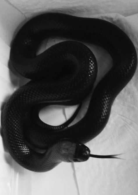 Black Mexican Black Kingsnake, Scary Snakes, Pretty Snakes, Colorful Snakes, Snake Lovers, Cute Snake, Cute Reptiles, Pet Snake, Beautiful Snakes