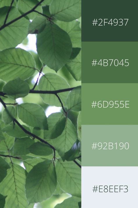 Color Palette Leaves, Green Earth Color Palette, Nature Pallete Colour Palettes, Green Scale Color Palette, Nature Pastel Color Palette, Sage Green Color Palate, Nature Tones Colour Palettes, Color Pallets Nature, Landscaping Color Palette