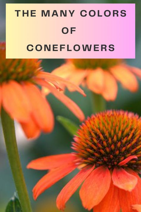 See many colors and types of coneflowers and tips to care for coneflowers too. Cone Flowers Landscaping, Coneflower Colors, Coneflowers Perennial Gardens, Echinacea Colors, Cone Flowers Perennials, Coneflower Landscaping, Double Coneflower, Coneflower Care, Blazing Star Flower