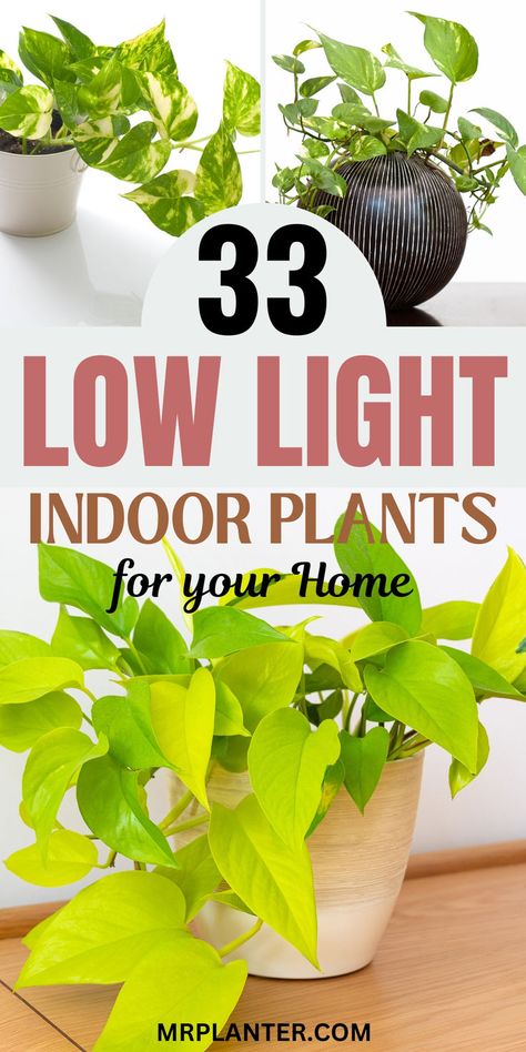 Selection of 33 low-maintenance low light indoor plants for busy individuals Indoor Plants That Need No Sunlight, No Sun Indoor Plants, Best Plants For Low Light Indoors, Indoor Plant Low Light, Easy To Care For Indoor Plants, Indoor Plants For Low Light Areas, Best Low Light Plants, Low Maintenance Office Plants, Plants That Need Little Light