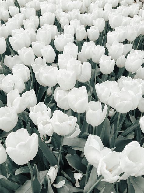 White Wappalper, R O S I E White Wallpaper, Cute White Photos, Aesthetic White Images, White Chic Aesthetic, White Asethic Pictures, Pretty White Wallpaper, Aesthetic White Photos, White Things Aesthetic