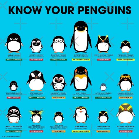 "Know Your Penguins" by PepomintNarwhal | Redbubble Royal Penguin, Penguin Awareness Day, Macaroni Penguin, Antarctic Animals, Galapagos Penguin, Humboldt Penguin, Magellanic Penguin, Rockhopper Penguin, Happy Penguin