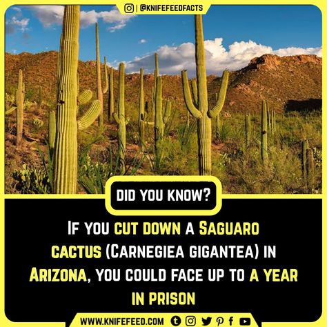 Do You Know Facts, Cactus Facts, Facts About Universe, Physiological Facts, What The Fact, Grand Canyon Arizona, Interesting Science Facts, True Interesting Facts, Interesting Facts About World