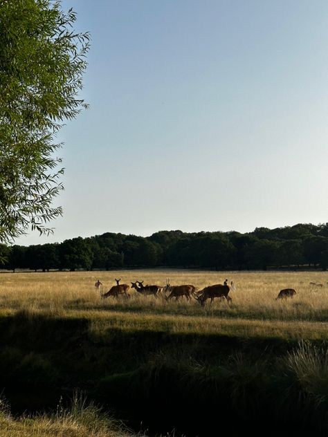 sunset at park deer watching surrey richmond park Summer In England, Richmond Upon Thames, Richmond Park, Central City, Salon Design, Local Area, 2024 Vision, Green Space, Shine Bright