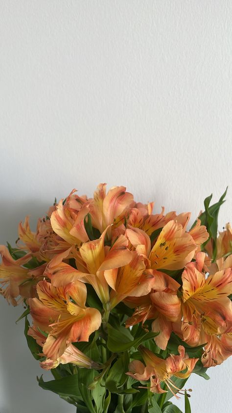 Bonito, Yellow Red Orange Aesthetic, Orange Fits Aesthetic, Pale Orange Aesthetic, Orange Aesthetic Flowers, White And Orange Aesthetic, Aesthetic Orange Flowers, Orange And White Aesthetic, Orange Flowers Aesthetic