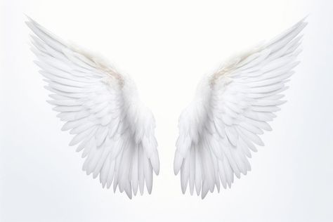 Pair of angel wings white bird white background. AI generated Image by rawpixel. | premium image by rawpixel.com / Ing Android Hacks, Background Background, White Bird, Angel Wings, White Background, Angel, White, Quick Saves