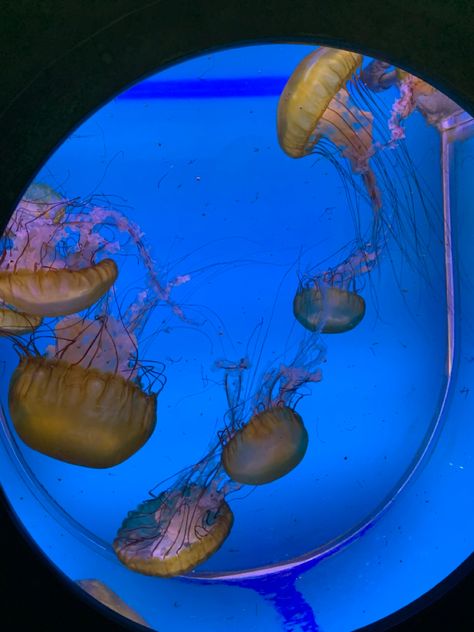 Jelly Fish Aquarium Home, Jellyfish Aquarium Home, Jellyfish Aquarium Aesthetic, Jellyfish Tank Aquarium, Jellyfish Pfp, Playing Mermaids, Aquarium Jellyfish, Pet Jellyfish, Deep Sea Life