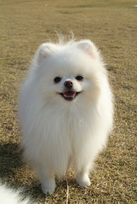 Pomeranian Dog White, White Pomeranian Puppy, Pomeranian White, Pomeranian Facts, Spitz Pomeranian, White Pomeranian, Cute Pomeranian, Pomeranian Dog, Fluffy Dogs