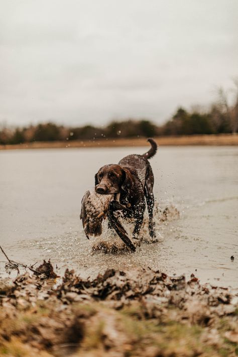 Chocolate Lab Photography, Chocolate Lab Hunting Dog, Duck Hunting Pictures Photography, Chocolate Lab Hunting, Hunting Dog Photography, Bow Hunting Aesthetic, Duck Hunting Aesthetic, Hunting Aesthetic Wallpaper, Hunting Dog Wallpaper