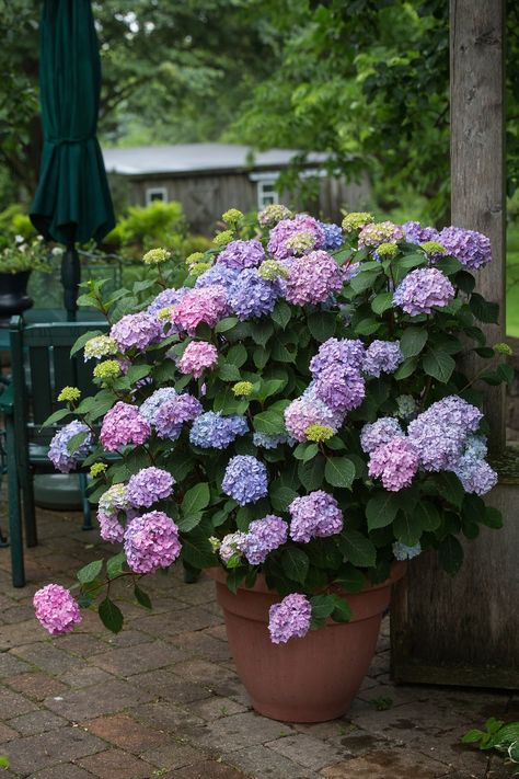 Container Flowers, Garden Types, Smith And Hawkins Garden, Zuppa Toscana Soup Olive Garden, Tanaman Pot, Growing Hydrangeas, Container Gardening Flowers, Have Inspiration, Garden Containers