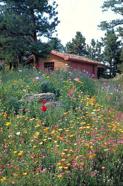 . Edible Garden, Flower Feild, Wild Flower Meadow, Bee Garden, Landscape Photography Nature, Magical Garden, Outdoor Decor Backyard, Front Yard Garden, Wild Flower