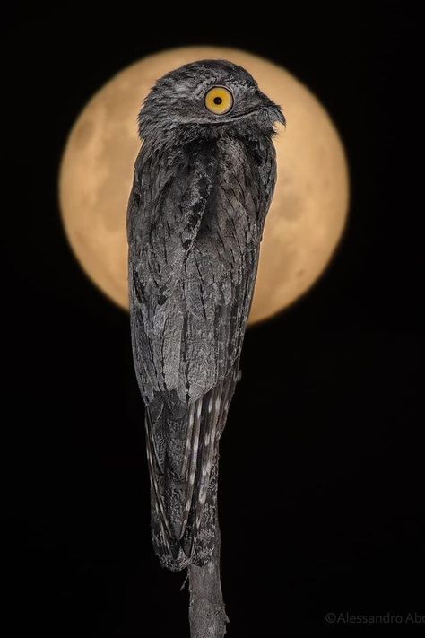 Astonishing picture of of ghost bird with moon in the background. ' Photo by Alessandro Abdala Potoo Bird Tattoo, Great Potoo Bird, Potoo Birds, Great Potoo, Potoo Bird, Tattoo Ghost, Ghost Bird, Raven Photography, Scary Birds