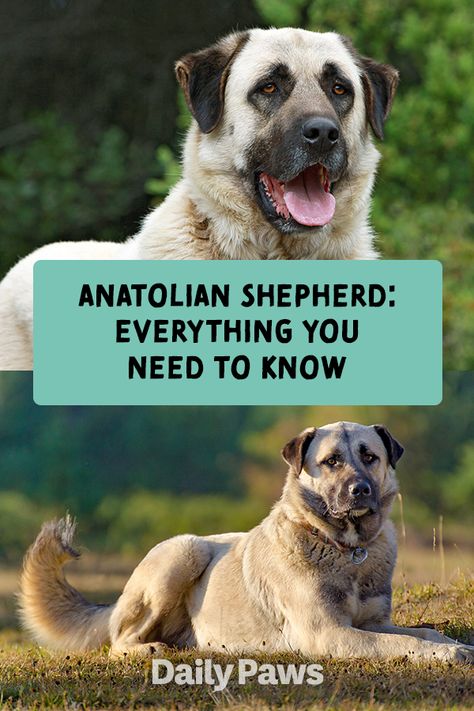 Livestock Dog Breeds, Kangal Shepherd Dog, Witchy Homestead, Livestock Dogs, Anatolian Shepherd Puppies, Livestock Guardian Dog Breeds, Herding Dogs Breeds, Best Cat Breeds, Guard Dog Breeds