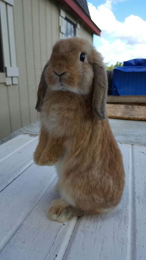 Brown Lop Bunny, American Lop Bunny, American Fuzzy Lop Rabbit, English Lop Bunny, Brown Holland Lop, Bunny Lop Holland, Mini Lops Bunny, Holland Bunnies, Holland Rabbit