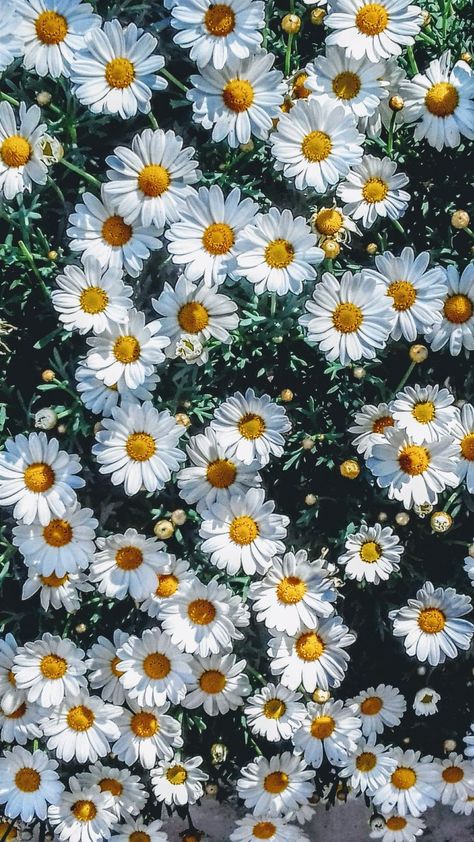 ⭑ 𝘱𝘪𝘯𝘵𝘦𝘳𝘦𝘴𝘵 @𝙚𝙧𝙞𝙣𝙭𝙗𝙚𝙖𝙣 ⭑ Most Beautiful Flower, Flower Wallpapers, Daisy Wallpaper, Sunflower Wallpaper, Have Inspiration, Plant Wallpaper, 수채화 그림, Screen Saver, Trendy Flowers