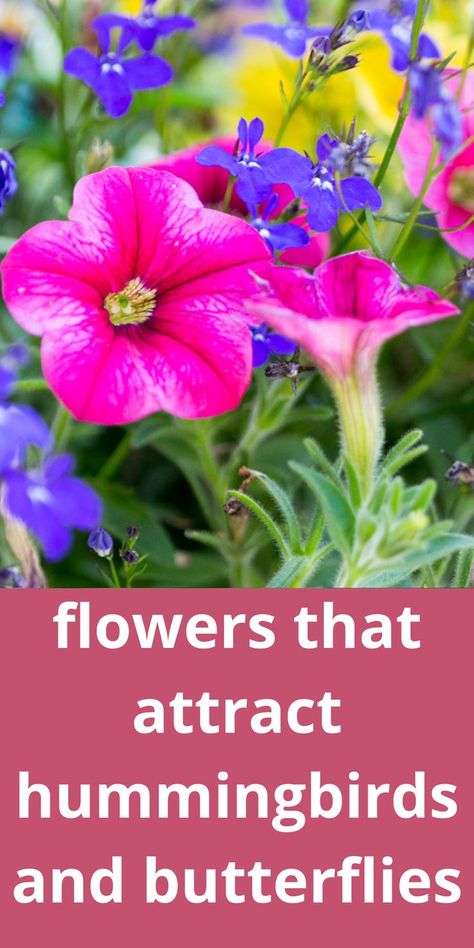 bright pink petunias with blue lobelia Flowers That Attract Hummingbirds And Butterflies, How To Attract Butterflies To Your Yard, Best Flowers For Butterflies, Plants For Butterflies And Hummingbirds, Pollinator Plants In Pots, Hummingbird Attracting Flowers, Flowers For Hummingbirds And Butterflies, Flowers That Hummingbirds Like, Hummingbird Flowers For Planters