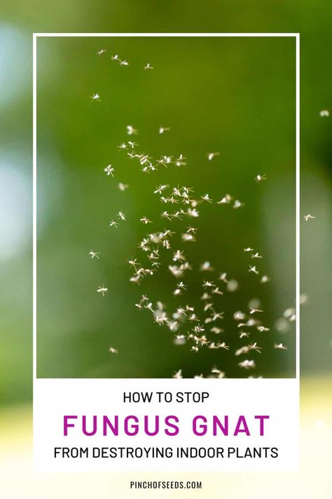 Get Rid Of Fungus Gnats With Hydrogen Peroxide Gnats In House Plants, Curry Leaf Plant, How To Get Rid Of Gnats, House Bugs, Fungus Gnats, Get Rid Of Flies, Plant Bugs, Winter Greenhouse, Fly Repellant