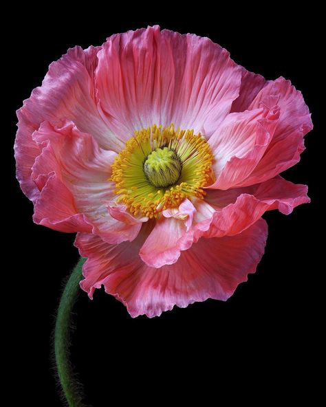 Poppy Flower Photography, Pink Poppy Flower, Backyard Garden Landscaping, Poppy Photography, Poppy Flower Art, Poppy Images, Poppy Photo, Icelandic Poppies, Garden Landscaping Ideas