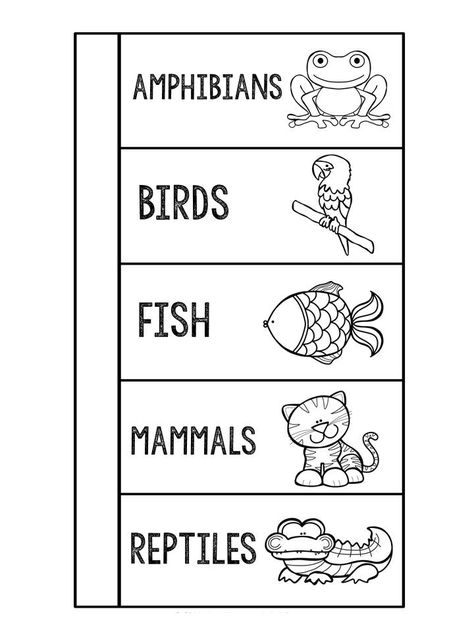 FREEBIE!  Animal Classification Foldable Montessori, Science Classification Activities, Classifying Animals Worksheet, Animal Classification Activities, Vertebrates Animals, Animal Classification For Kids, Invertebrates Animals, Animals Classification, Animal Classification Activity