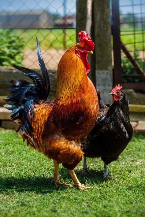 Beautiful rooster and hen in love walkin... | Premium Photo #Freepik #photo #love #summer #green #nature Aesthetic Chicken, Chicken Aesthetic, Rooster Illustration, Chicken Wallpaper, Chicken Drawing, Chicken Pictures, Fancy Chickens, Chicken Bird, Rooster Painting