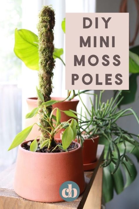 When you're a collector of epiphytic plants like Monsteras, Syngoniums, Hoyas, and some Philodendrons, using a moss pole can help your plants to grow big and strong. Moss poles mimic mossy trees, and in their natural environment, epiphytes grow on the trunks of trees and other plants. Make this mini moss pole DIY in just minutes! #mosspole #houseplants Bloomer, Diy Houseplant Pots, Diy Moss Poles For Plants, Homemade Moss Pole, Moss For Plants, Making A Moss Pole, Plant Pole Diy, Moss Pole Plants, Moss Poles Diy