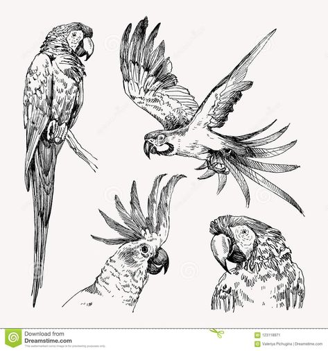 Flight Illustration, Burung Kakatua, Sketch Black And White, Parrot Tattoo, Parrot Macaw, Parrot Drawing, Parrots Art, Bird Parrot, Bird Sketch