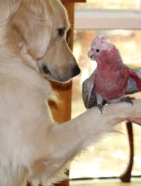 Unlikely Friends, Bird Dog, Animal Funny, 강아지 그림, Animals Friendship, Unusual Animals, Bird Dogs, Funny Birds, Funny Funny