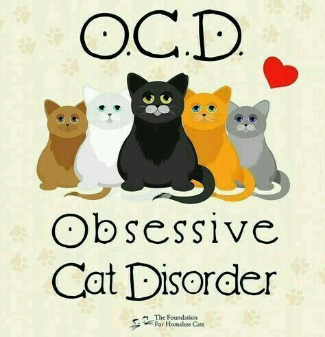 OCD Gatos Cool, Söt Katt, Koci Humor, Image Chat, Meme Gato, Photo Chat, Cat Signs, Cats Eye, Cat Quotes