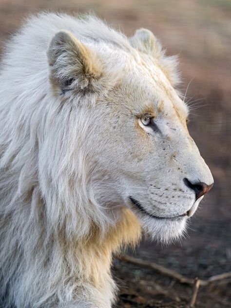 https://flic.kr/p/A9P7NL | Profile of a cute white lion | This is a very nice white lion! Albino Lion, Lion Profile, White Lions, Lion Photography, Beautiful Lion, Albino Animals, Lion Images, Black Lion, Lion Pictures