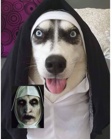 The Nun Humour, Cute Dog Pictures, Fantasias Halloween, Dog Halloween Costumes, Cat Facts, Drama Queens, Pet Costumes, Dog Halloween, Funny Animal Memes