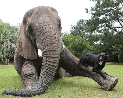 15 Unusual Animal Friendships That Will Melt Your Heart | Bored Panda Unlikely Animal Friends, Unusual Animal Friendships, Unlikely Friends, Animals Friendship, Unusual Animals, Elephant Love, African Elephant, Black Labrador, Unique Animals