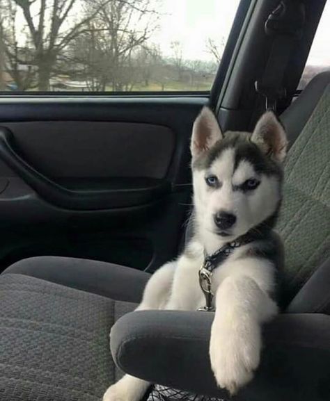 Dogs you've never seen Caine Husky, Puppy Husky, Cute Husky Puppies, Where Are We Going, Husky Puppies, Cute Husky, Siberian Husky Puppy, Super Cute Puppies, Siberian Husky Dog