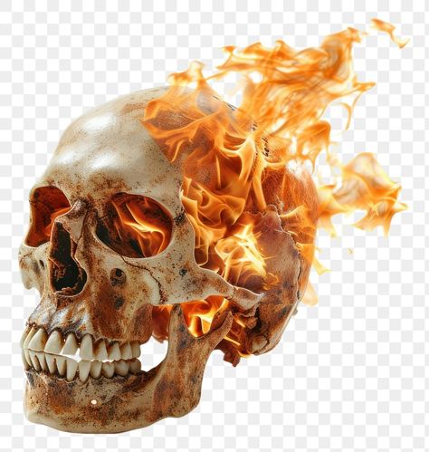 Skull On Fire, Burning Skull, Flame Skull, Flaming Skull, Skull Anatomy, Skull Fire, Anthropology, Anatomy, Bones