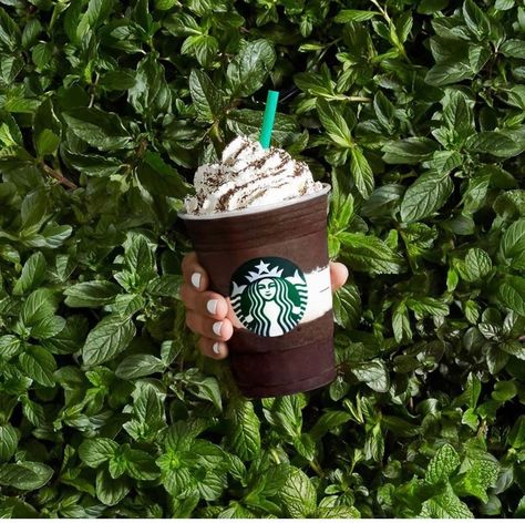 Midnight mint mocha frappuccino Frappuccino Flavors, Blended Coffee Drinks, Mint Drink, Mint Mocha, Mocha Frappuccino, Starbucks Lovers, Starbucks Frappuccino, Starbucks Gift Card, Girl Scout Cookies