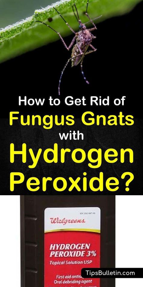 Kill Gnats In House, Getting Rid Of Nats, Gnat Spray, Gnats In House Plants, Fruit Flies In House, How To Get Rid Of Gnats, Fungus Gnats, Peroxide Uses, Plant Bugs