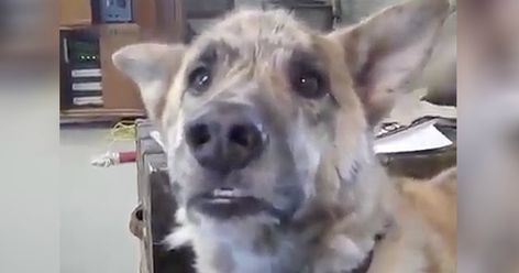 Talking Dog Bacon Tease Video Never Fails To Get A Laugh | GodUpdates Funny Animal Pictures, Really Funny Dog Videos, Funny Talking Dog, Funny Talking, Cute Videos, Talking Dog, Funny Dog Videos, Cute Animal Videos, Funny Animal Memes