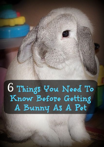 6 Things You Need To Know Before Getting A Bunny As A Pet | Emily Reviews Rabbit As A Pet, Classroom Bunny Pet, Things To Know About Bunnies, Rabbit Pet Care, Raising Rabbits For Pets, Bunnies As Pets, Pet Bunny Ideas, Bunny Accessories Pet, How To Care For A Bunny