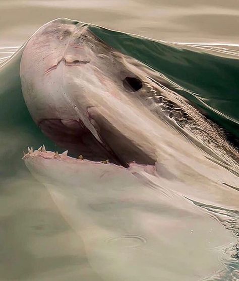 Just before a shark breaks the surface tension of the water by Matt Dave #mattdave Perfectly Timed Photos, Photo Animaliere, Amazing Animal Pictures, Salt Water Fishing, Surface Tension, Famous Pictures, Photo Chat, White Sharks, Great White Shark