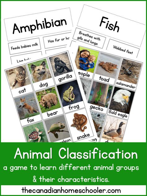 Montessori, Animal Classification Activity, Animal Classification Worksheet, Classifying Animals, Grade 3 Science, Animal Classification, First Grade Science, Primary Science, Animal Science
