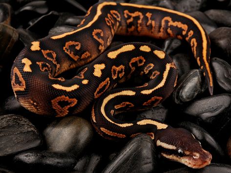 Yellow Belly Black Pastel Mystic - Morph List - World of Ball Pythons Ball Python Morphs Chart, Cool Snakes, Python Regius, Pretty Snakes, Black Pastel, Colorful Snakes, Ball Python Morphs, Ball Pythons, Snake Lovers