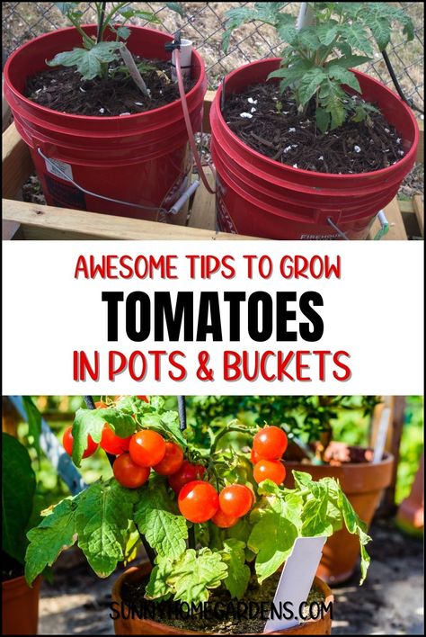 Create compact edible gardens by growing tomatoes in containers. Learn about container size, tomato varieties, and overcoming common gardening challenges. Tomato Bucket Planting, Trimming Tomato Plants, Tomato Plant Trellis, Staking Tomato Plants, Potted Tomato Plants, Hanging Tomato Plants, Tomato Container Gardening, Heirloom Tomato Plants, Patio Tomatoes