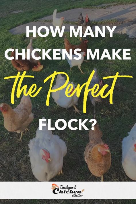 How Many Chickens Do I Need, How Many Chickens Do I Need For Eggs, Farming Chickens, Different Breeds Of Chickens, Farm Fresh Eggs Sign, Chicken Flock, Raising Chicken, Collecting Eggs, Chicken Care