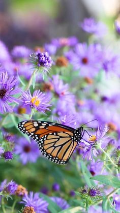 Corak Bunga, Beautiful Butterfly Photography, Nature Photography Flowers, Matka Natura, Waterfall Photography, Wallpaper Nature Flowers, Hybrid Tea Roses, Beautiful Flowers Garden, Beautiful Flowers Wallpapers