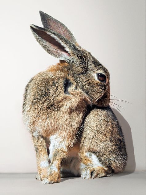 Rabbits, Animal Kingdom, Lapin Art, Rabbit Pictures, Rabbit Photos, Animal Study, Rabbit Art, Animal Photo, Beautiful Creatures