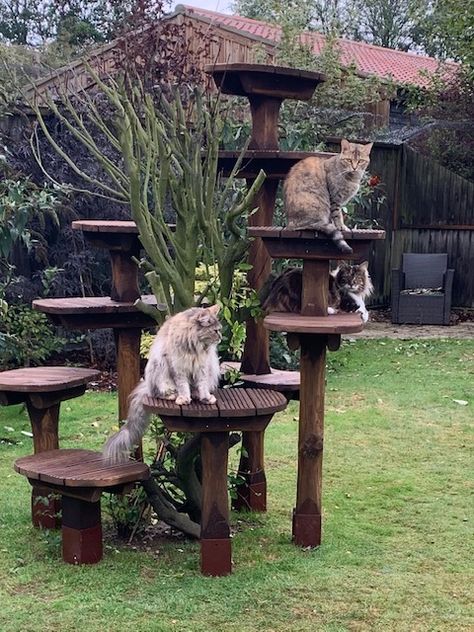 Outdoor Cat Perch Diy, Outdoor Cat Tree Ideas, Outside Cat Tree, Outdoor Cat Lounge, Outdoor Cat Garden Ideas, Backyard For Cats, Cat Area Outside, Mainecoon Cat Tree, Outdoor Cat Sanctuary