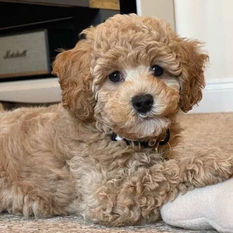 Poodle Mixes That Don't Shed | 12 Hypoallergenic Poodle Mixes Apricot Poodle Puppy, Doodle Mixes Dogs, Mini Poodle Mix Breeds, Poodle Terrier Mix Dogs, Haircuts For Poodles, Mini Poodle Grooming Styles, Small Poodle Mix Breeds, Mini Poodle Haircuts, Bichonpoo Haircut