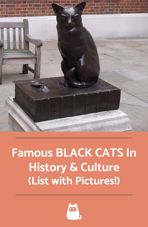 Cats In History, Cats Tumblr, Cats Musical, Types Of Cats, Famous Black, Kitty Games, Cat Claws, Folk Tales, Cat Care