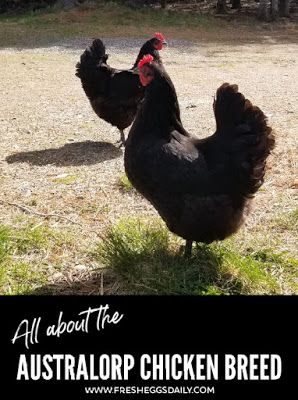 All about the Australorp Chicken Breed Astralorpe Chicken, Australorp Chickens, Australorp Chicken, Black Australorp, Buff Orpington, Chicken Farming, Chicken Keeping, Homesteading Ideas, Urban Chickens