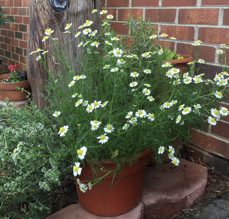 Chamomile Plant In Pot, Growing Camomile, Camomile Plant, Growing Chamomile, Chamomile Growing, Chamomile Plant, Backyard Vegetable Gardens, Starting A Garden, Pot Plant